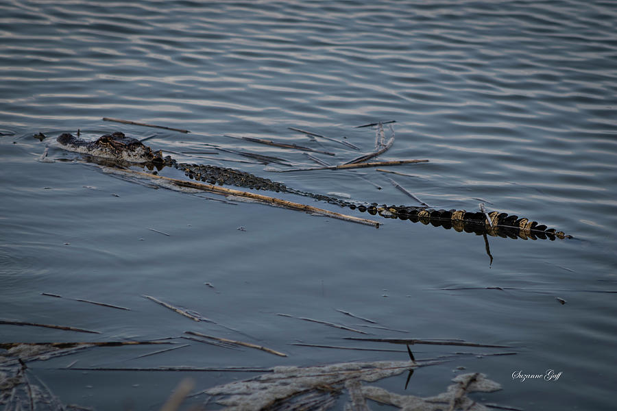Alligator Days I Photograph by Suzanne Gaff