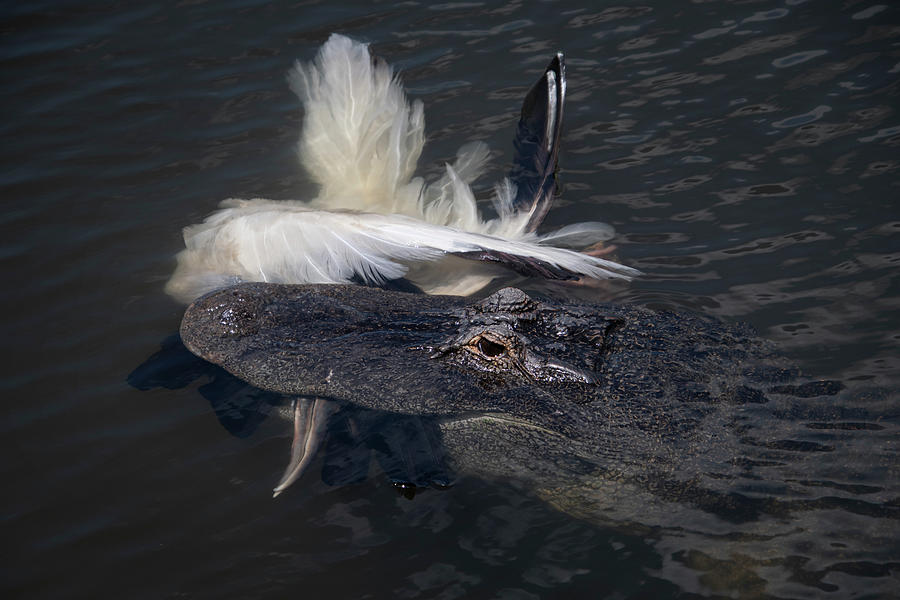 Alligator Photograph - Alligator Eating Bird by Carolyn Hutchins