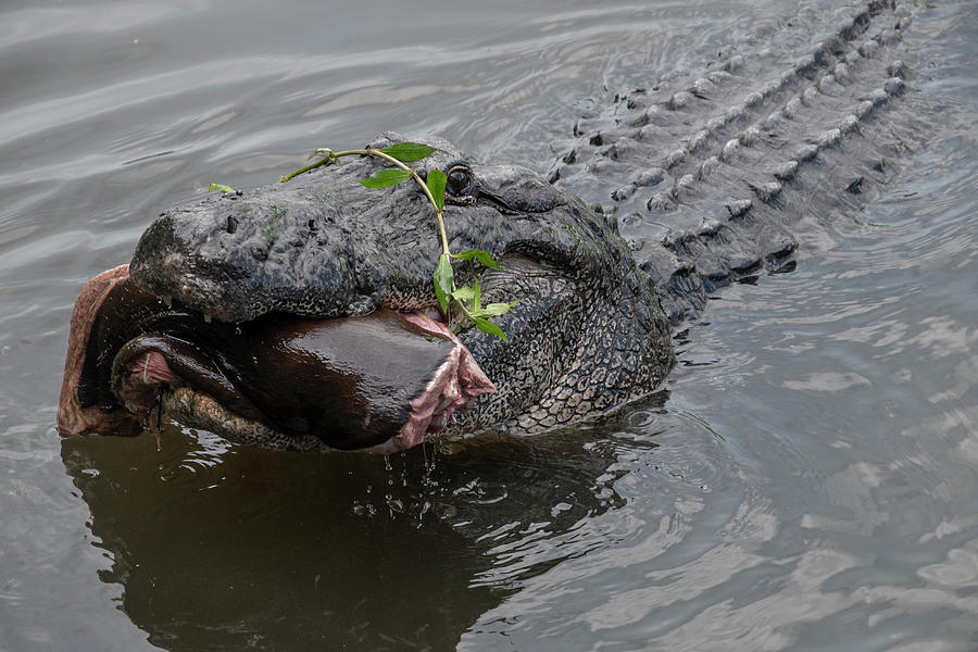 Alligator Eating Photograph by Carolyn Hutchins