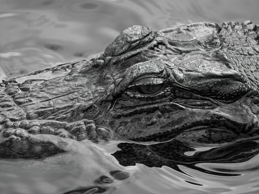 Alligator Eye Photograph by Holton Media - Fine Art America