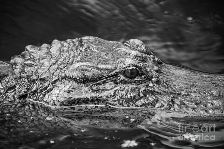 Alligator Eye Photograph by Kimberly Blom-Roemer