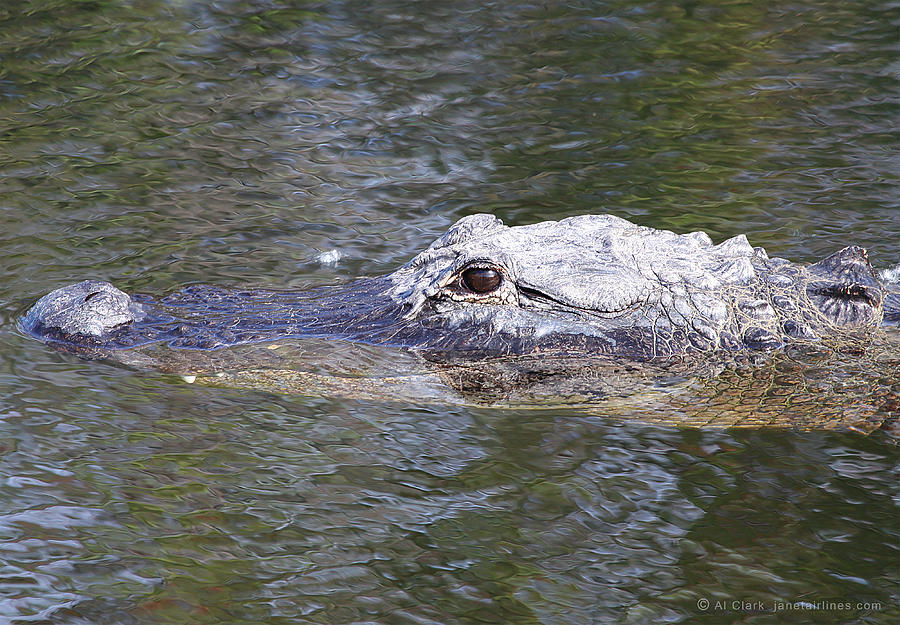 Alligator Eye On You Photograph by Custom Aviation Art