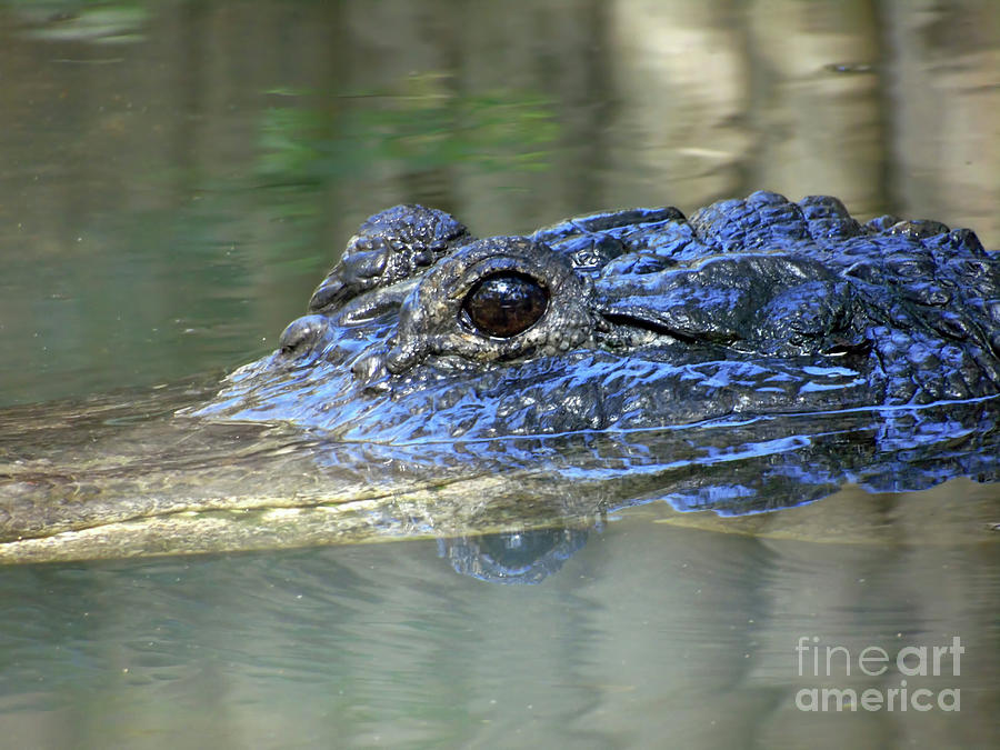 Alligator Eye Reflection Photograph by D Hackett