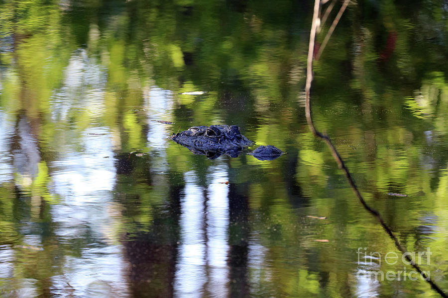 Alligator Eyes  0158 Photograph by Jack Schultz