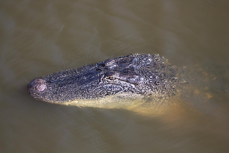 Alligator face Photograph by Mccluremr