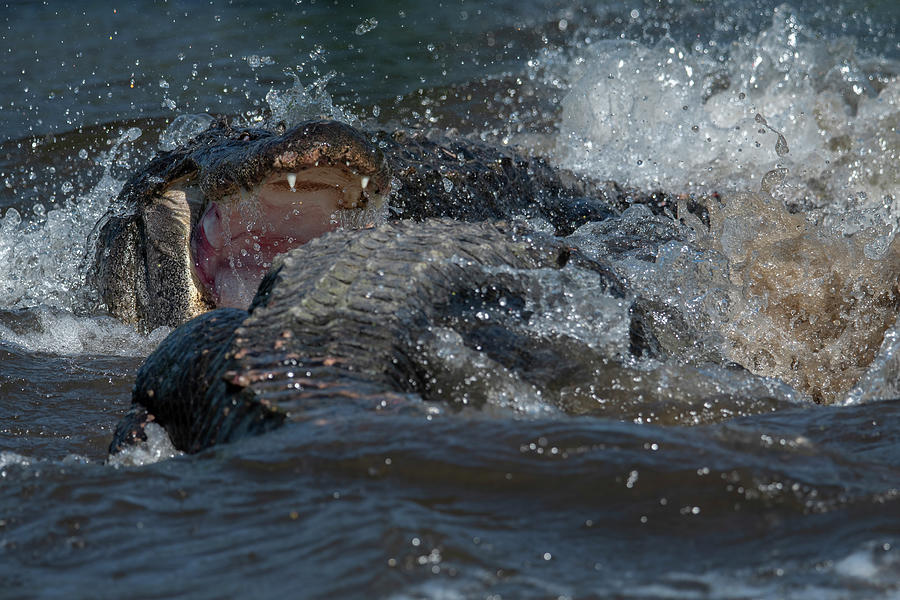 Alligator Fight Photograph by Carolyn Hutchins