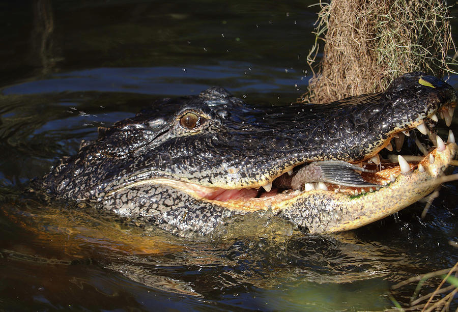 Alligator Finishing A Meal Photograph By Jeni Tirnauer Pixels