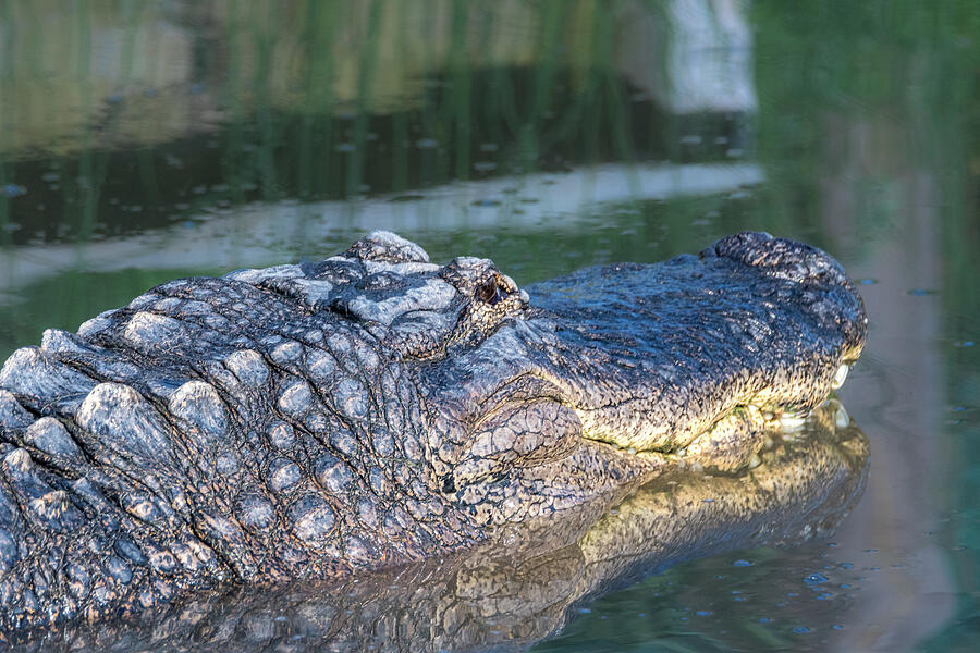 Alligator Headshot Photograph by Debra Martz