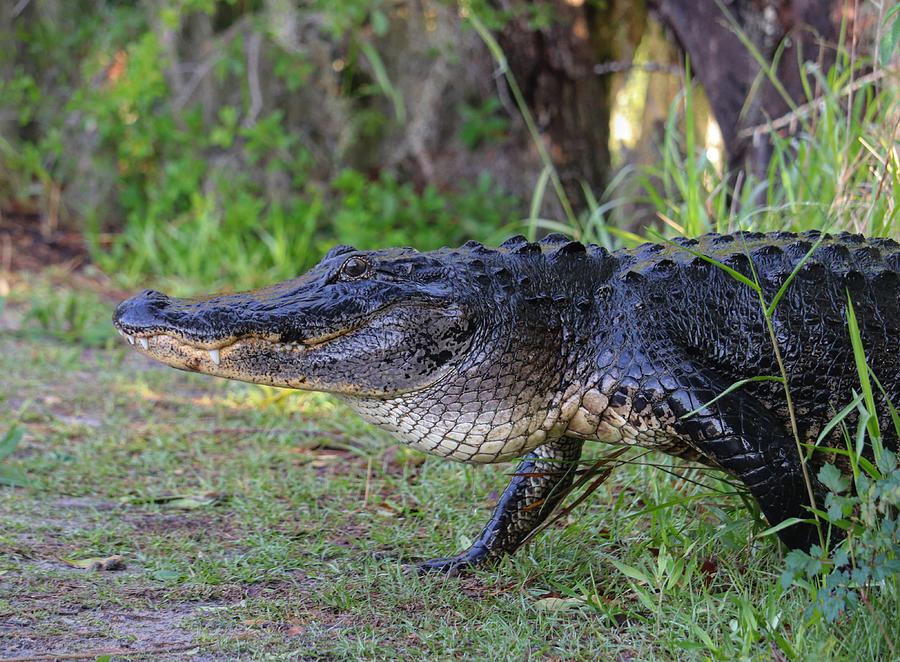 Alligator hiker Photograph by Jeni Tirnauer