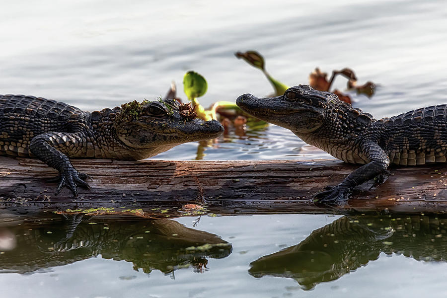 Alligator Humor Photograph by Susan Rissi Tregoning