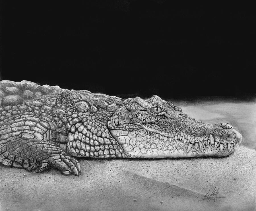 Crocodile Drawing - Crocodile Hunting for Prey by James Schultz