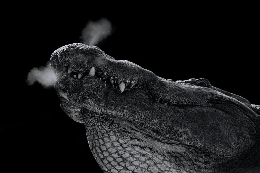 Alligator in Black and White Photograph by Carolyn Hutchins