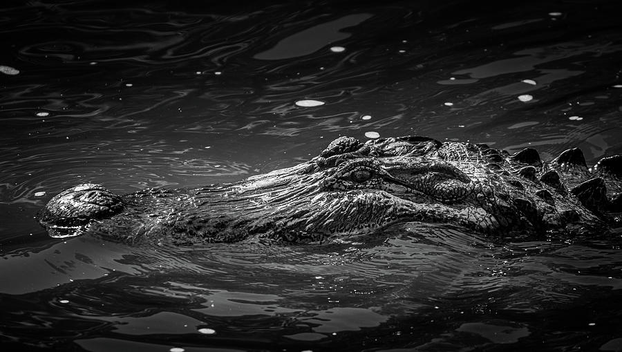 Alligator In Black And White Photograph