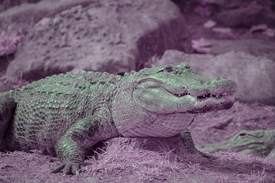 Alligator in Infrared #1 Photograph by Carolyn Hutchins