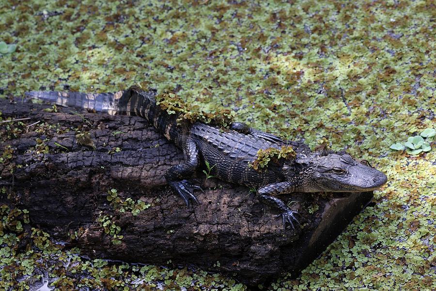 Alligator in Lettice Lake Photograph by Mingming Jiang