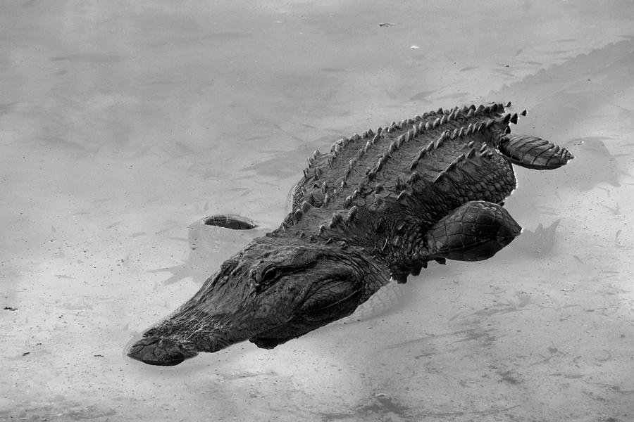 Alligator In Low Water Photograph by Cynthia Guinn
