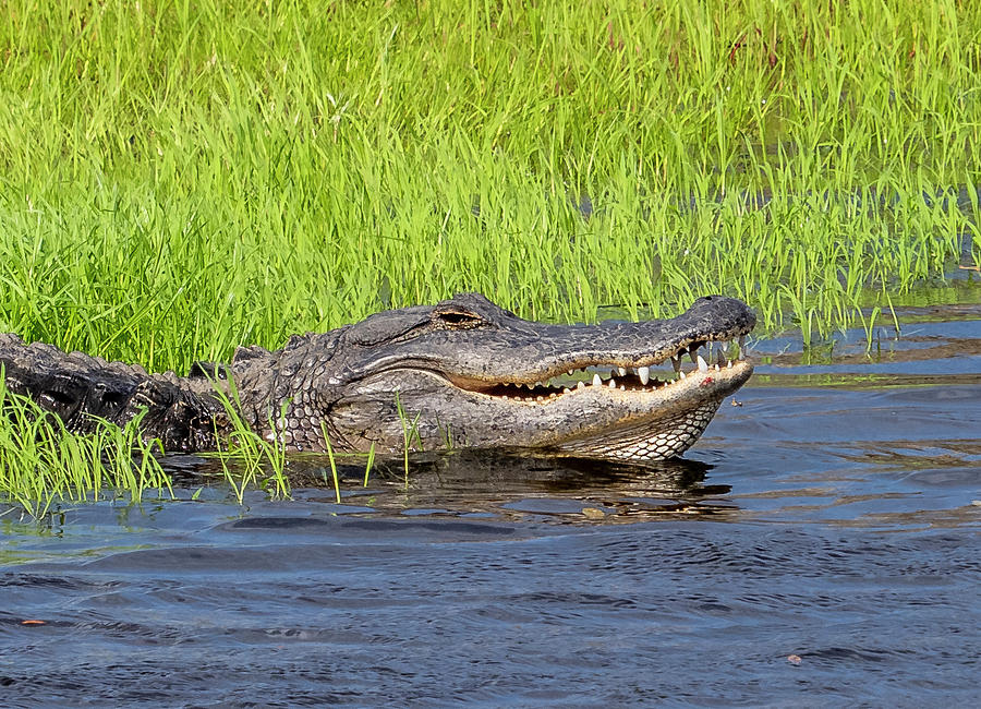 Alligator In River Photograph