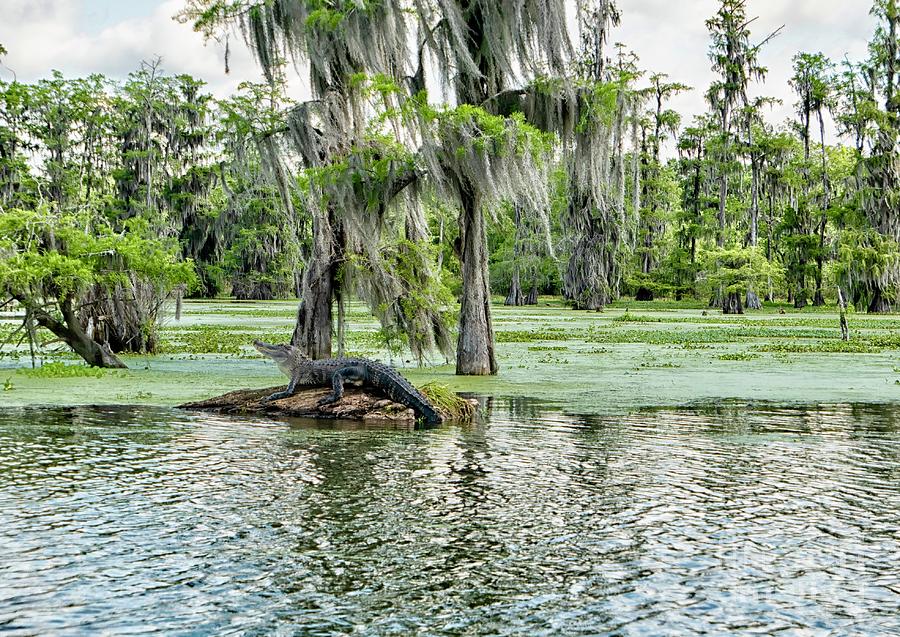 Alligator in swamp Photograph by Patricia Hofmeester