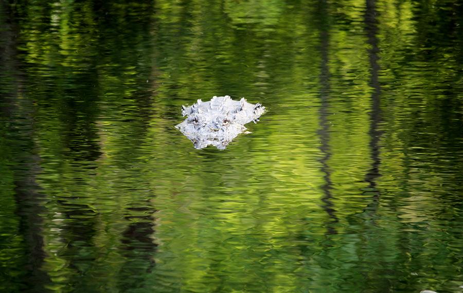 Alligator In Tree Reflections Photograph by Cynthia Guinn