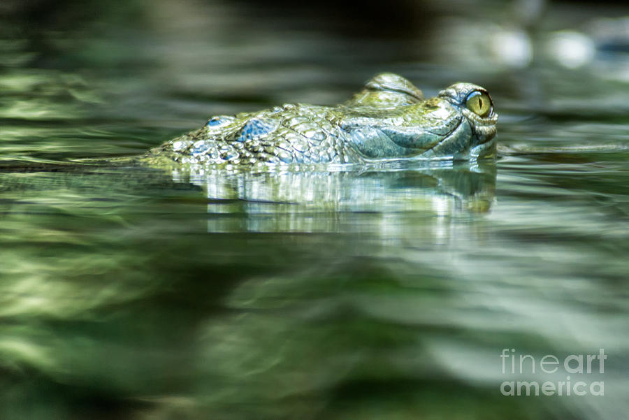 Alligator Photograph by Jennifer Magallon