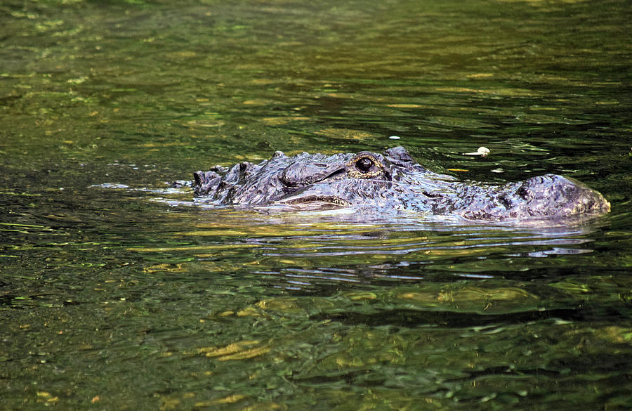 Alligator Photograph by Larah McElroy