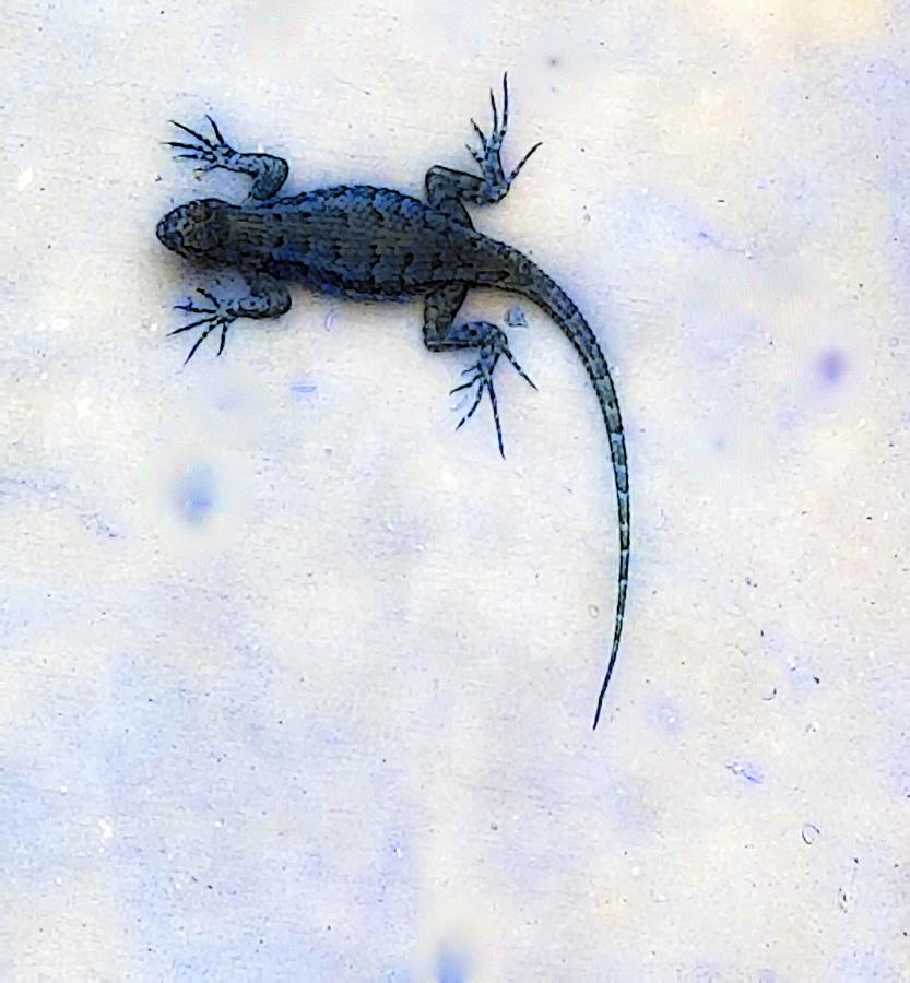 Reptile Painting - Alligator Lizard In Blue by Les Classics