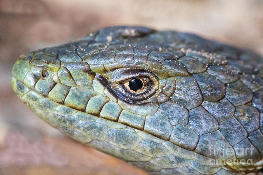 Alligator Lizard Photograph by Mimi Ditchie