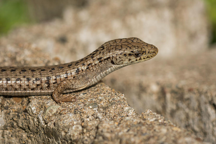 Alligator Lizard Photograph by Robert Potts