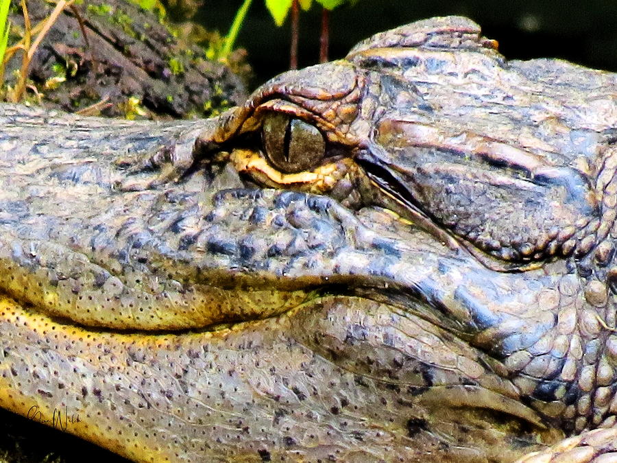 Alligator Look Photograph by Gina Welch - Fine Art America