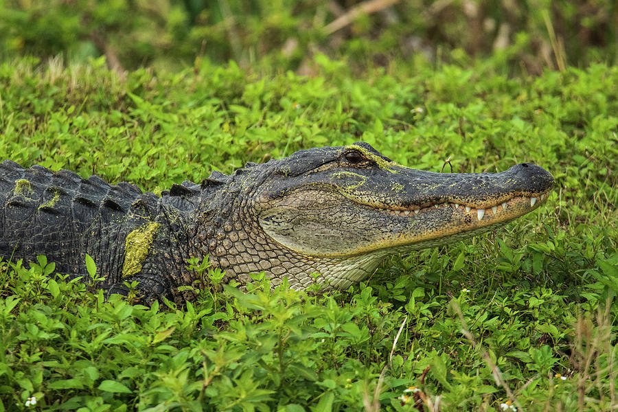 Alligator Look Photograph by Terri Morris | Pixels