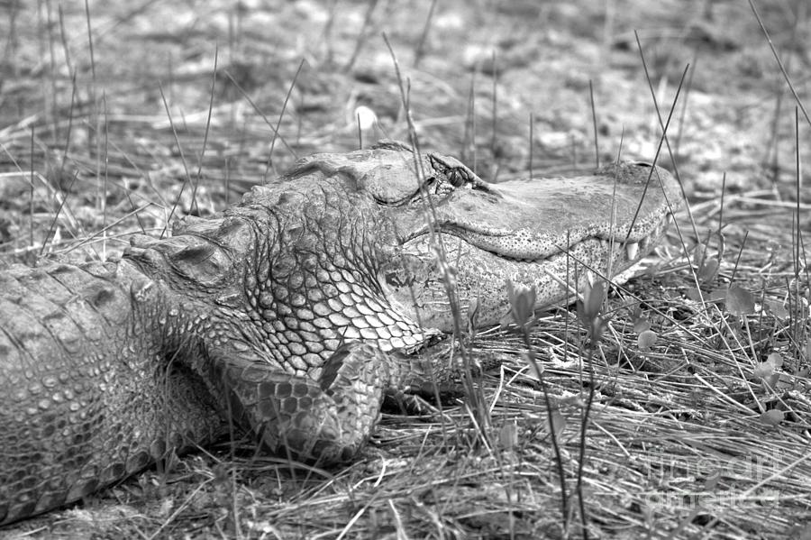 Alligator Looking Away Black And White Photograph by Adam Jewell