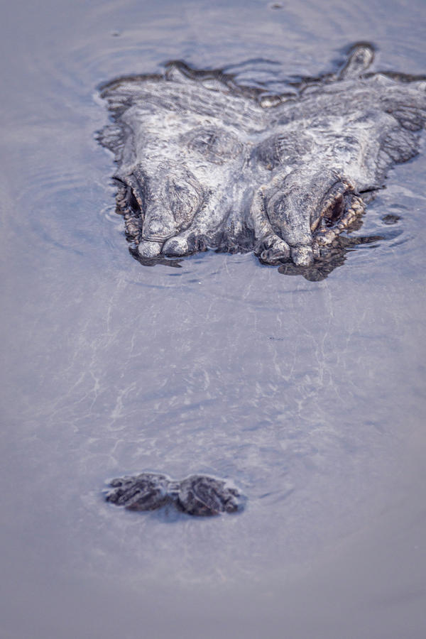 Alligator Lurking In the Water  Photograph by Debra Martz