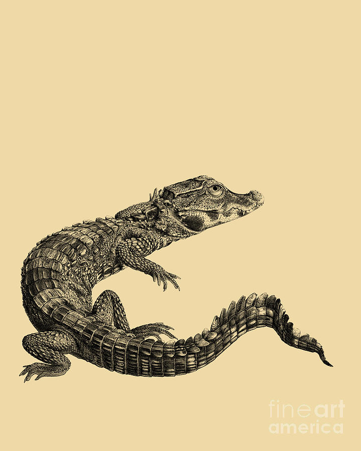 Crocodile Digital Art - Alligator by Madame Memento