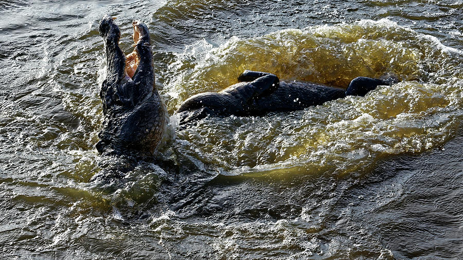 Alligator mating fight-2 Photograph by Rudy Umans