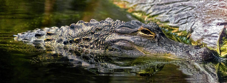 Alligator mississippiensis Photograph by Greg Reed