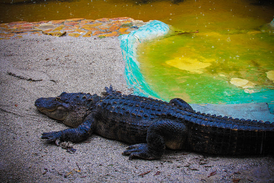 Alligator near a swamp Photograph by FrozenShutter