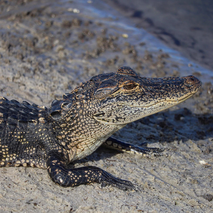 Alligator on the beach Digital Art by Jeni Tirnauer - Pixels