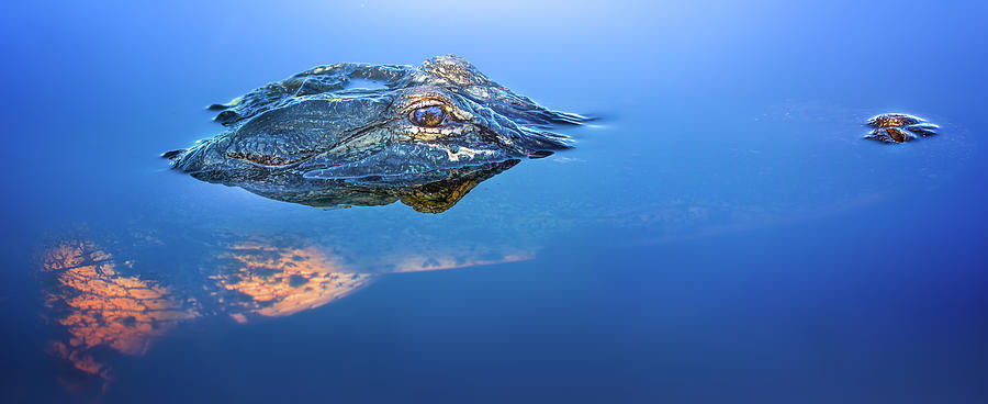 Alligator Panorama Photograph by Mark Andrew Thomas