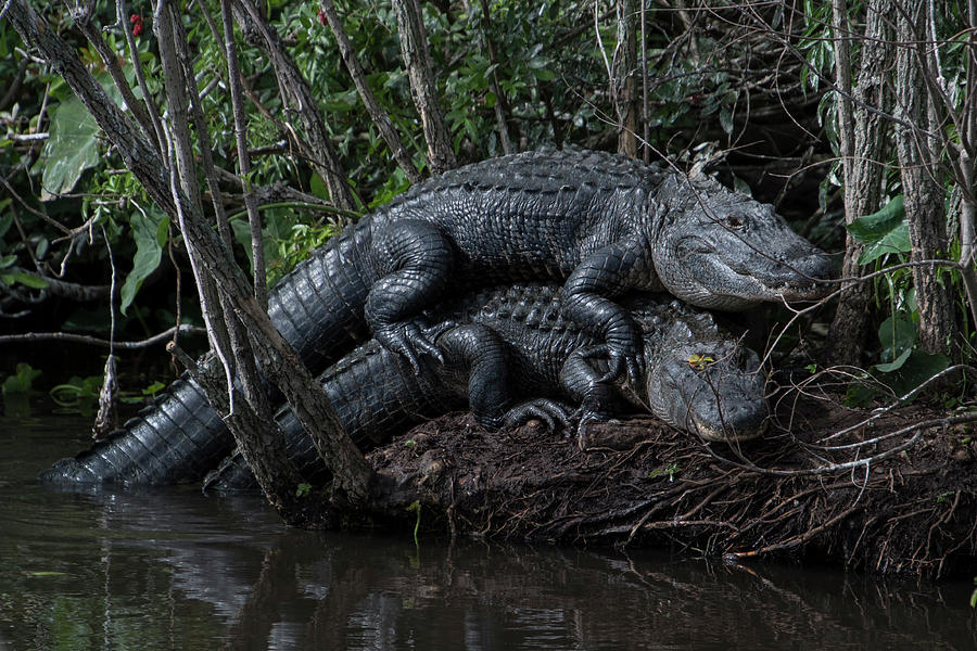 Alligator Pile Up Photograph by Carolyn Hutchins
