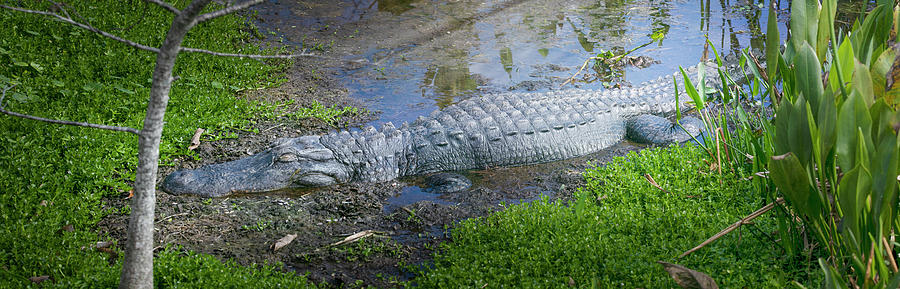 Alligator Power Nap Photograph by Mark Andrew Thomas
