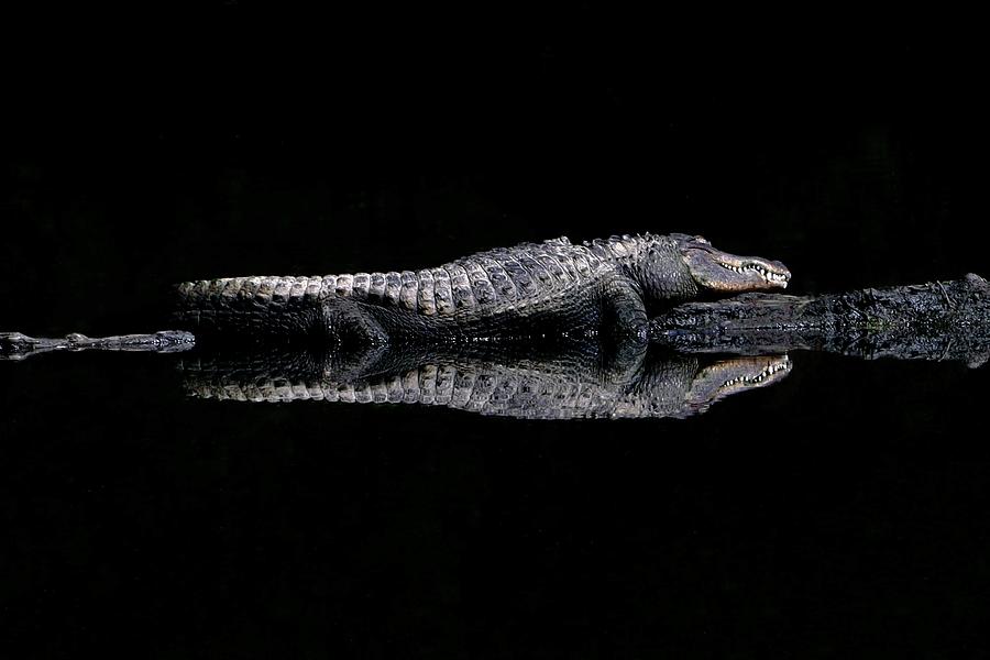 Alligator Reflection Photograph by Sarah Lilja