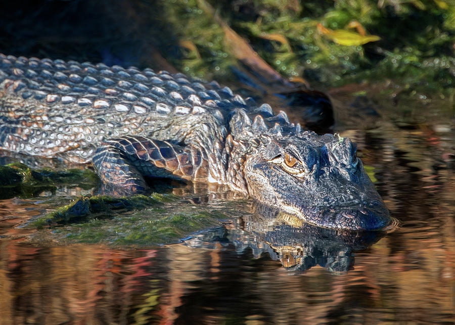 Alligator Reflections Photograph by Jaki Miller