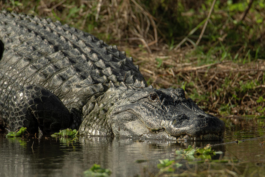 Alligator Resting Photograph by Carolyn Hutchins