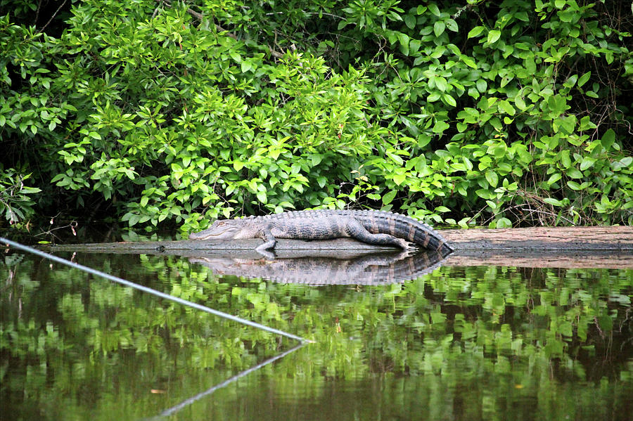 Alligator Resting On Log Photograph by Cynthia Guinn
