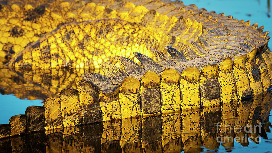 Alligator Scales Detail Photograph
