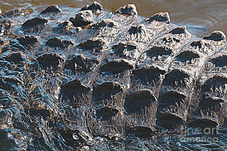Alligator Scutes Macro Photograph
