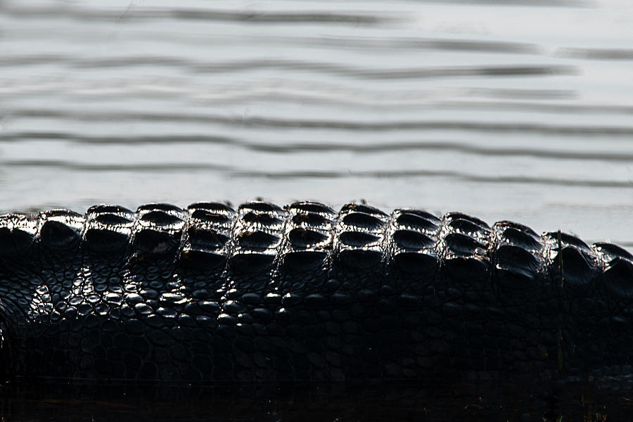 Alligator skin Photograph by Dan Friend