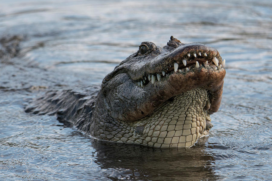 Alligator Smile Photograph by Carolyn Hutchins