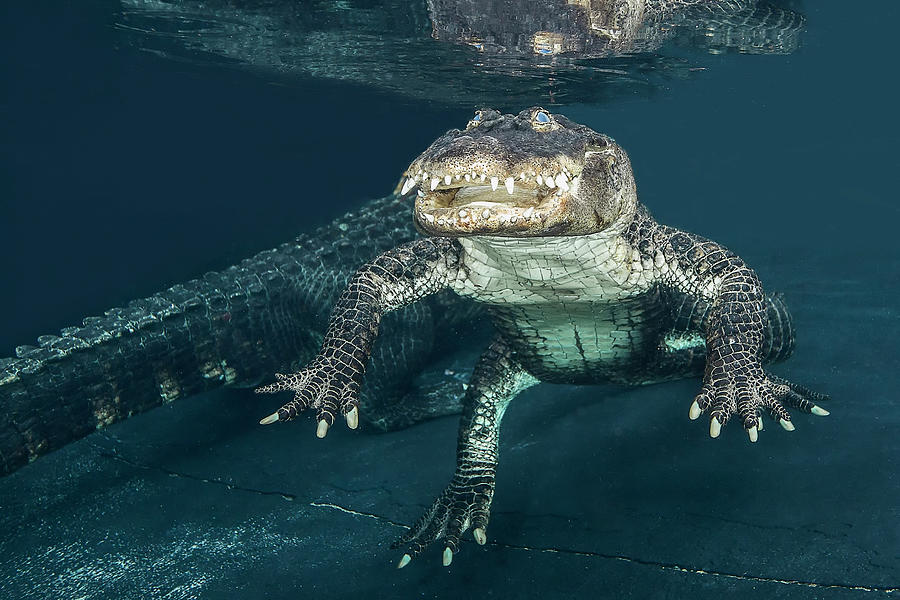 Alligator smile Photograph by Frank Haeussler - Pixels