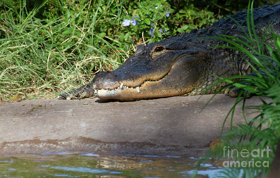 Alligator Smile Photograph by Ruth Jolly